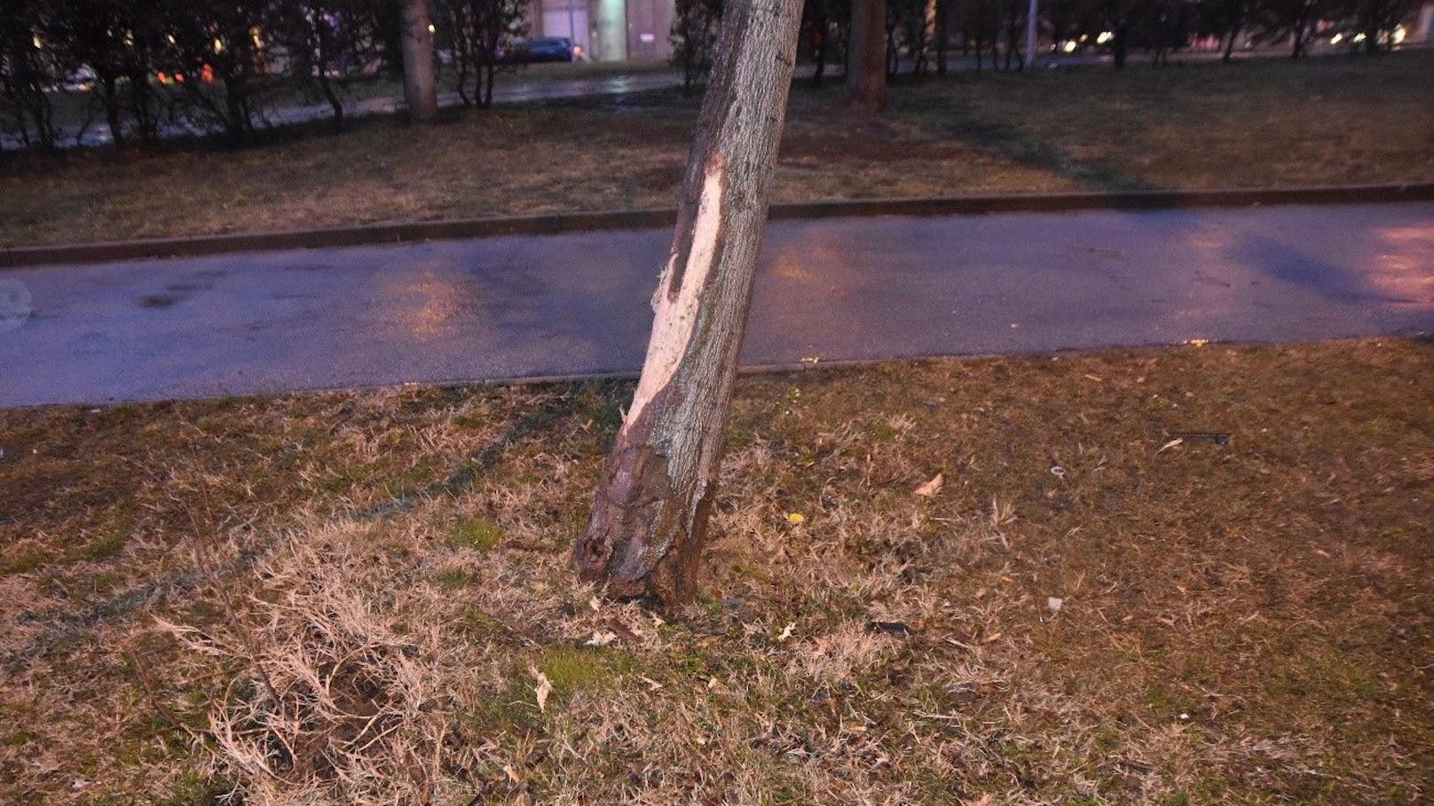 Der Lenker war mit einem Baum kollidiert