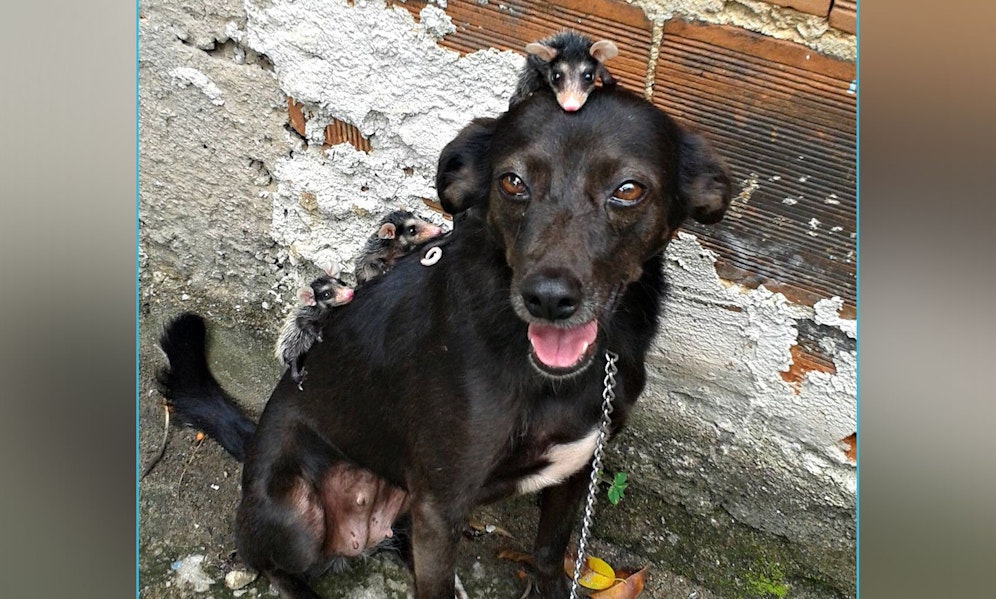 Eine Hündin aus Brasilien hat eine ganz besondere Kinderschar adoptiert. 