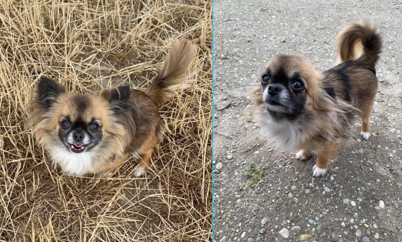 Das kleine Chihuahua-Mädchen 