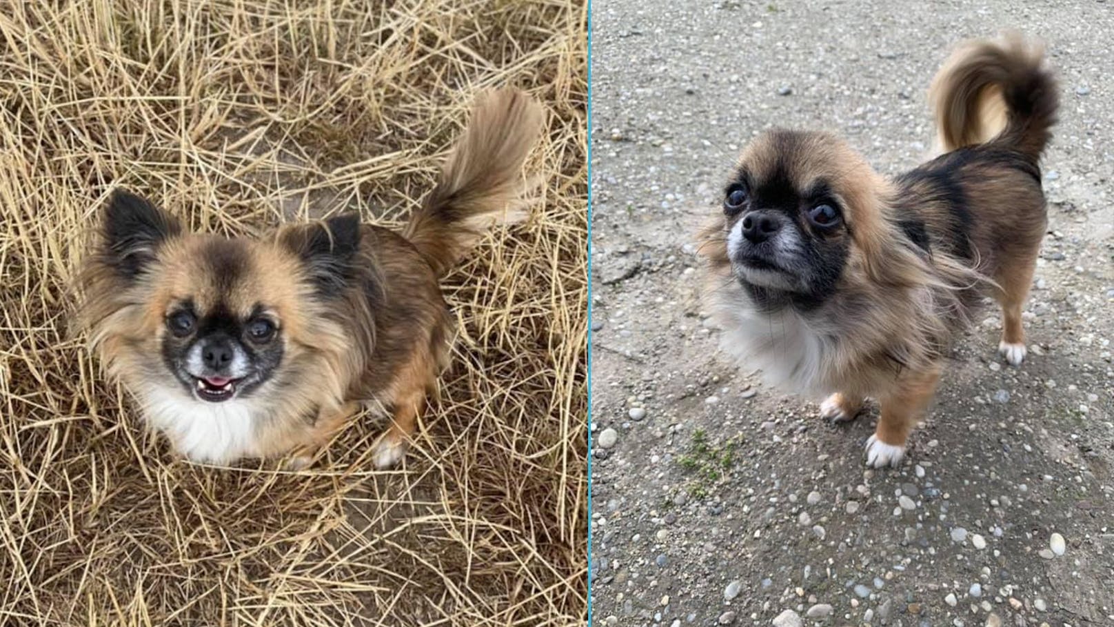 Das kleine Chihuahua-Mädchen "Melody" verschwand am 08. Februar spurlos im 22. Wiener Gemeindebezirk.<br>