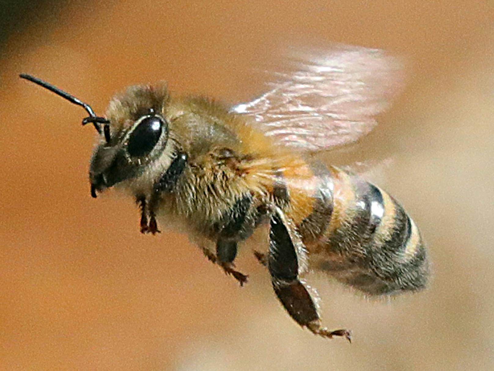 Neonicotinoide wurden 2018 von der EU-Kommission verboten, nachdem auch die Europäische Behörde für Lebensmittelsicherheit die Schädlichkeit der Stoffe für Wild- und Honigbienen bestätigt hatte.