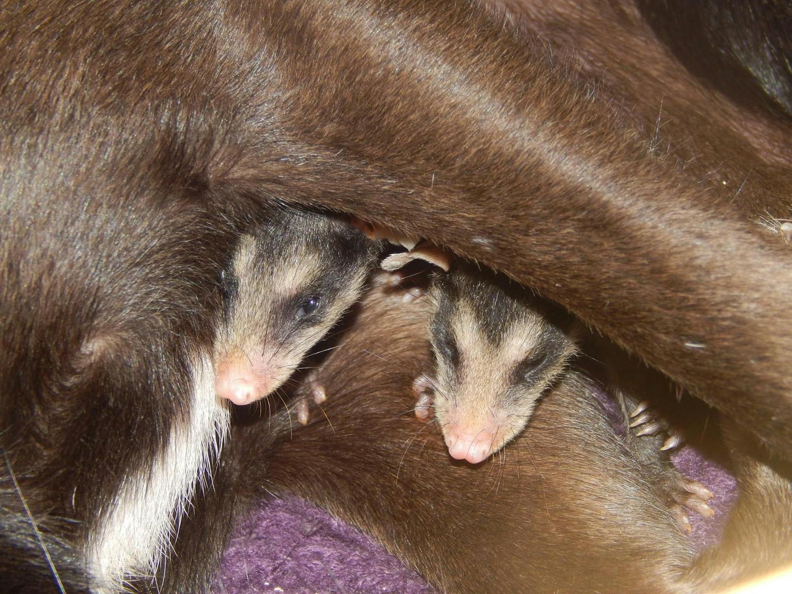 Ein anderer Hund hatte die Opossums-Mama getötet. 