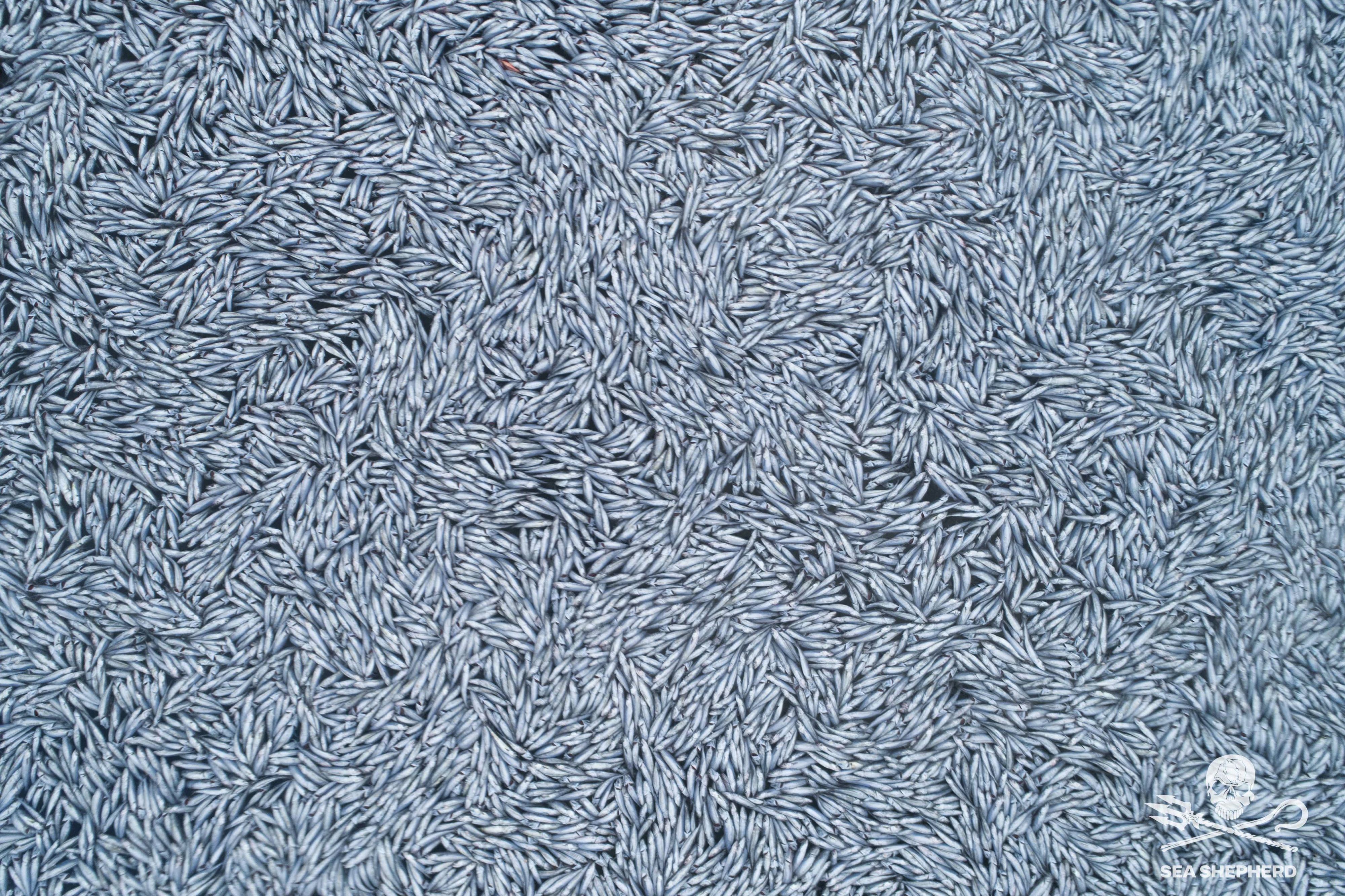 Tote Fische, so weit das Auge reicht. Die toten Wittlinge bedeckten eine Fläche von rund 3000 Quadratmetern.