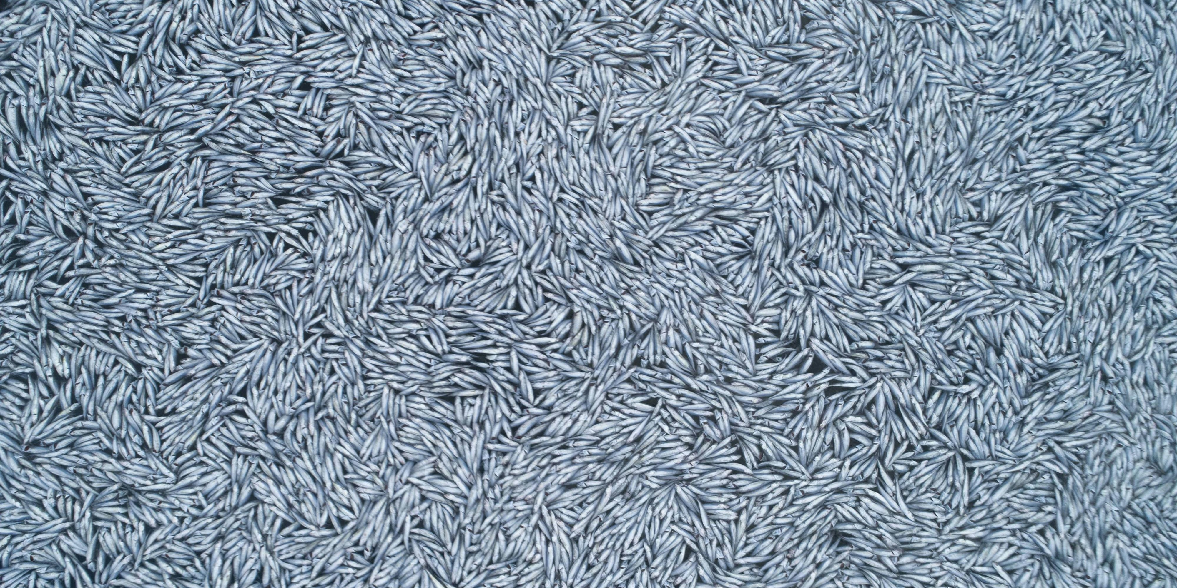 Tote Fische, so weit das Auge blickt. Die toten Wittlinge bedeckten eine Fläche von rund 3000 Quadratmetern.