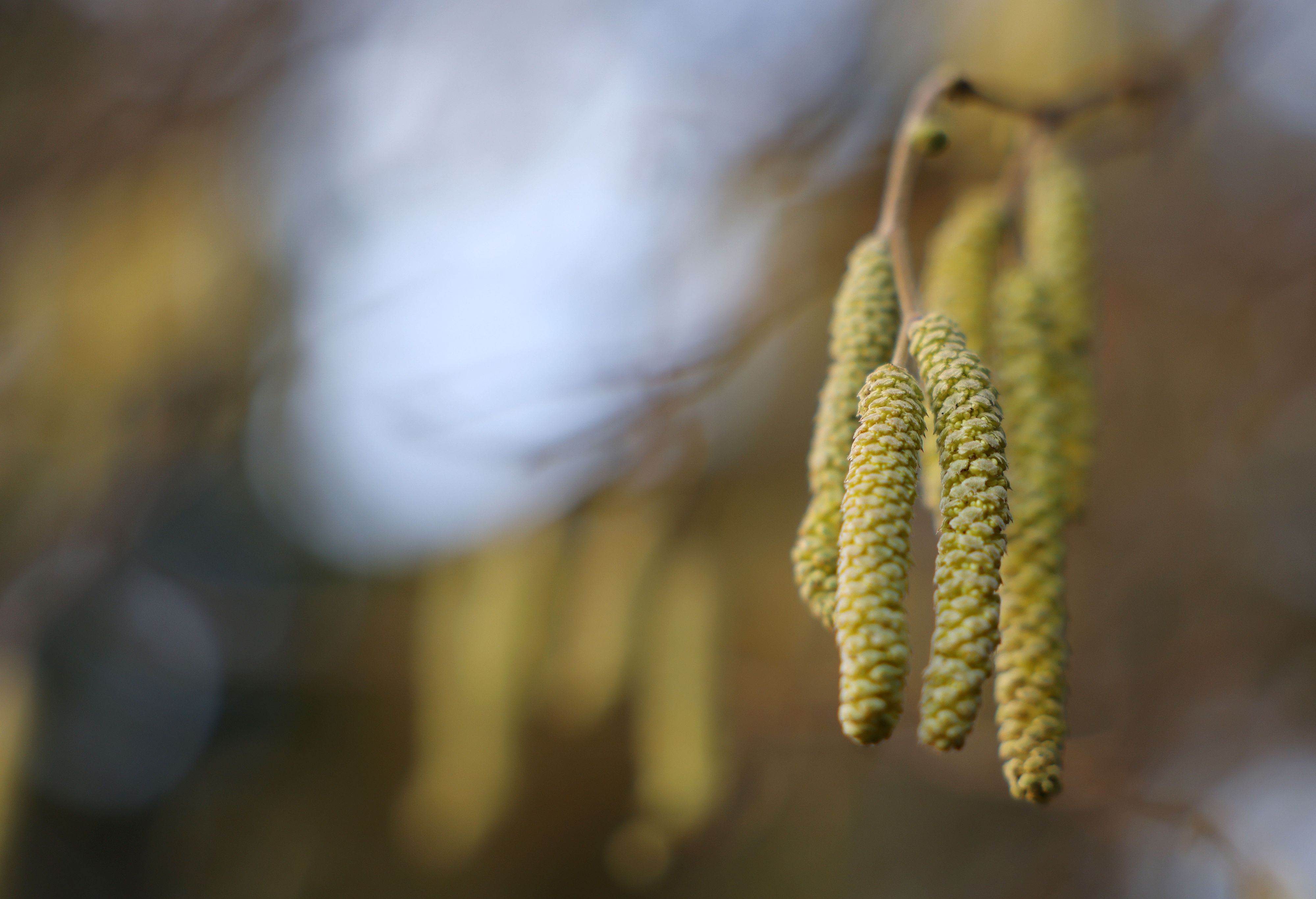 Hasel und Erle treiben bereits ihr Unwesen. Bald soll auch die Birke in die Blüte starten.
