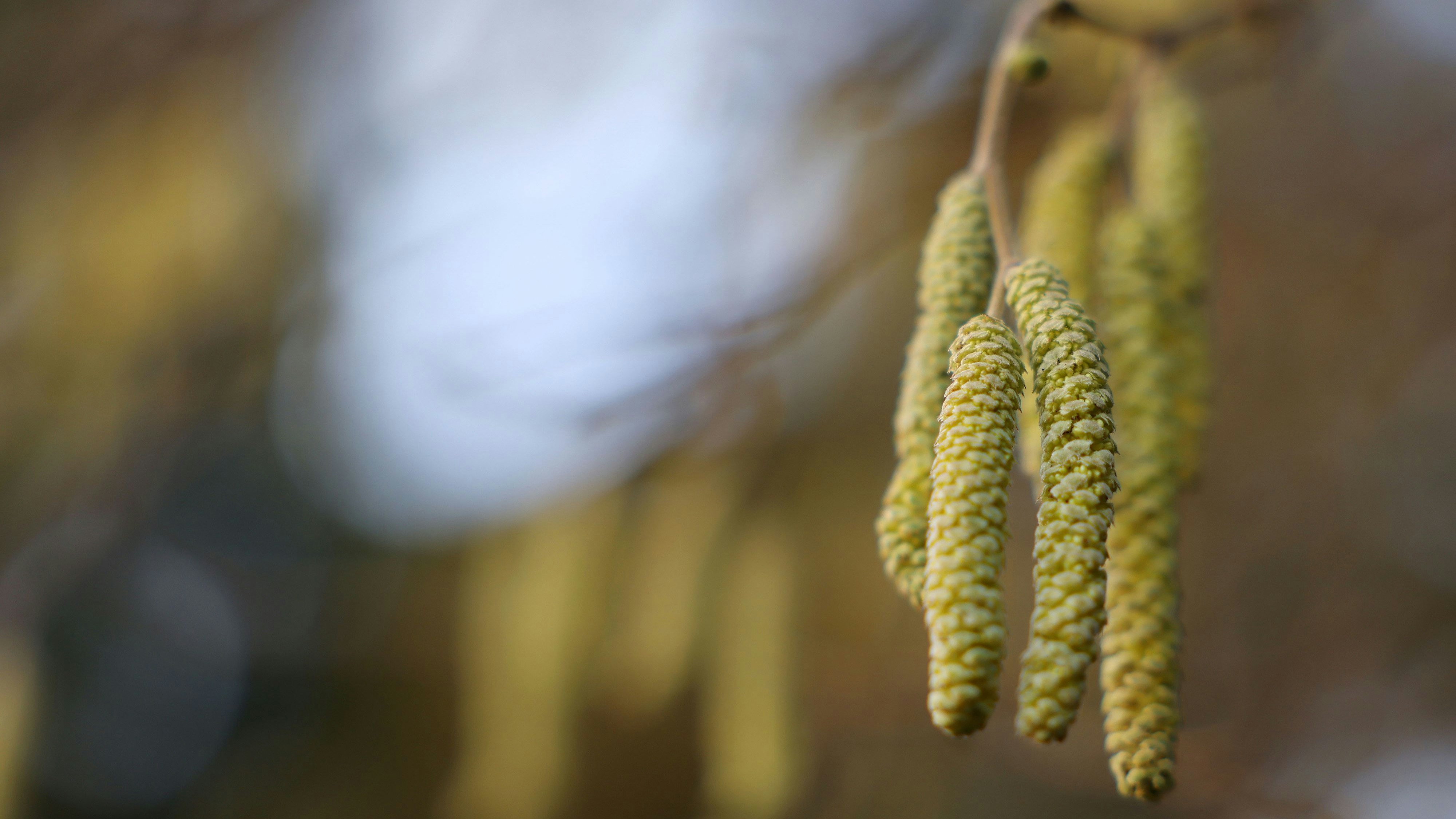 Birkenpollen enthalten viele Allergene. Rund 20 % der Europäer reagieren darauf allergisch.