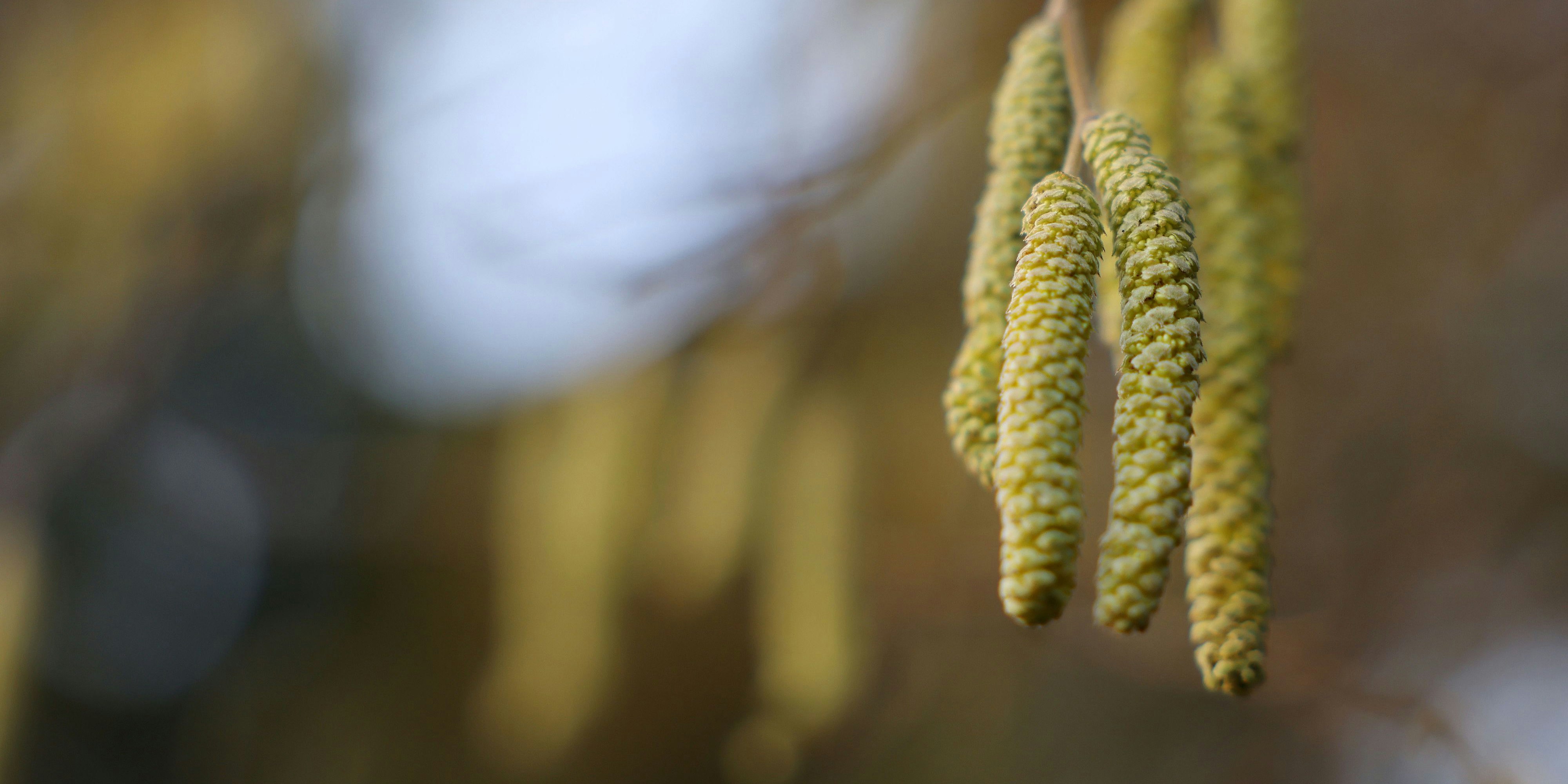 Hasel und Erle treiben bereits ihr Unwesen. Bald soll auch die Birke in die Blüte starten.