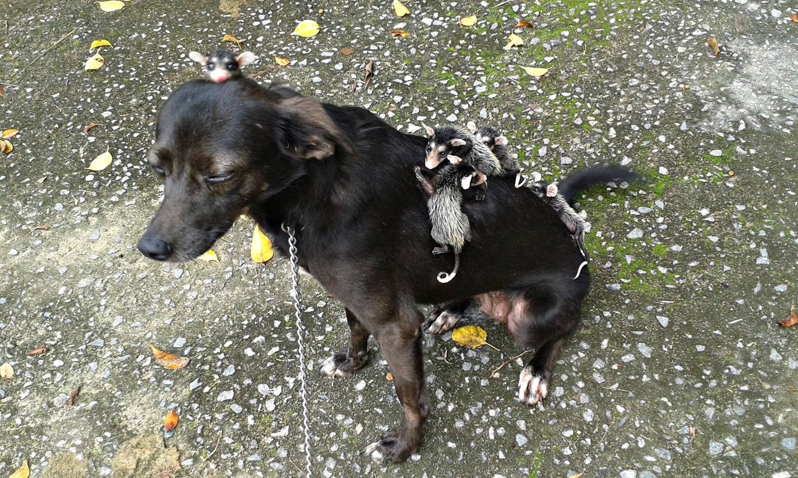 Da es in der Ortschaft keine Wildtier-Auffangstation gibt, kümmert sich Hundebesitzerin Stephanie Maldonado nun selbst um die Aufzucht der Kleinen - mit vierbeiniger Unterstützung. <br>