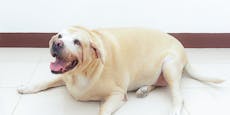 Hund zu fett! Tier aus verrauchter Wohnung gerettet