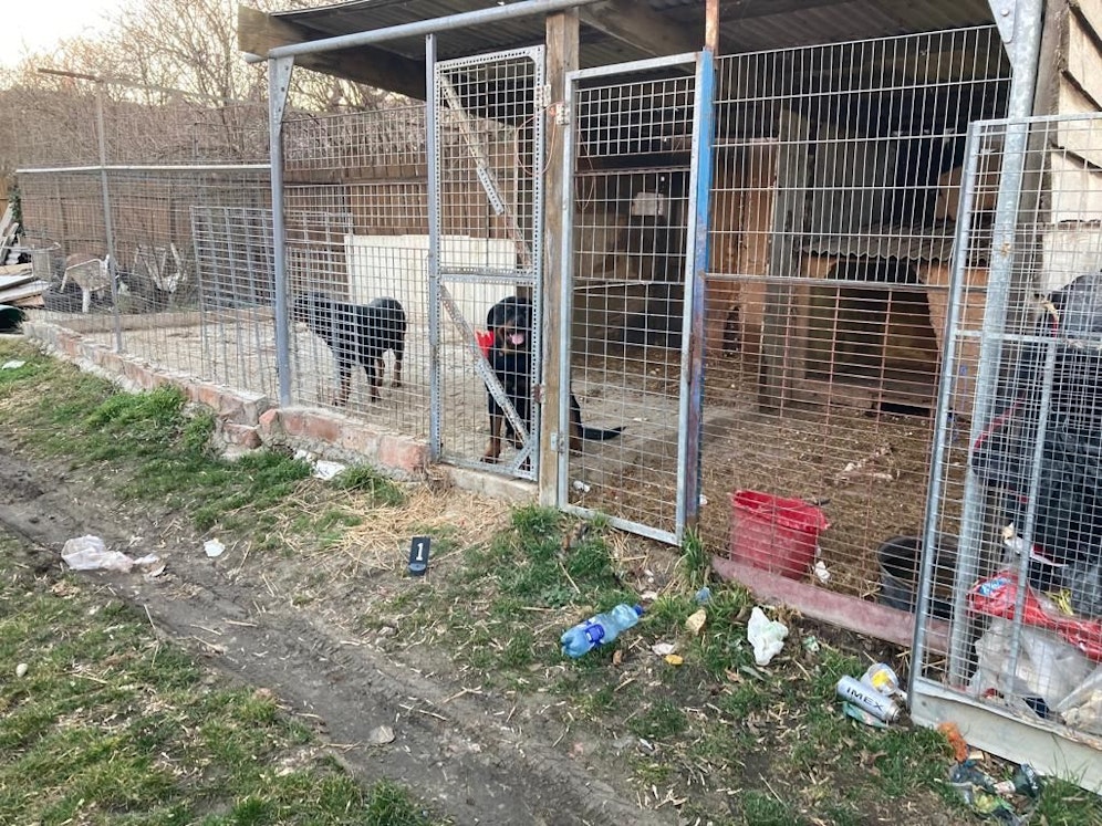 Die Muttertiere wurden in Zwinger ohne frischem Wasser gehalten.