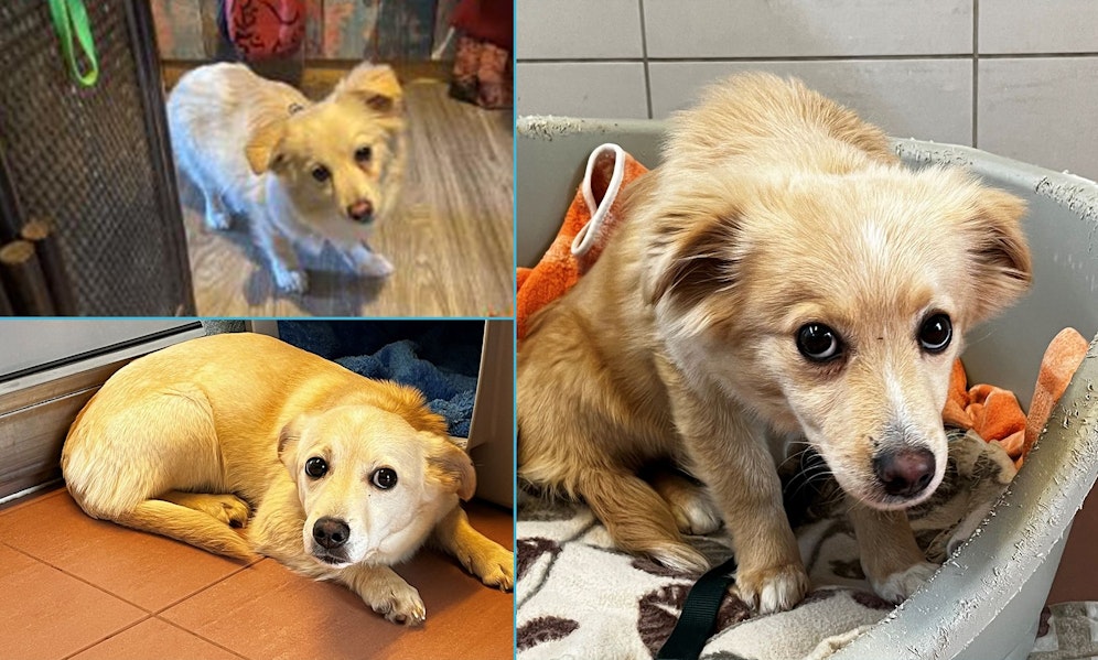 Zwei Rüden und eine Hündin wurden innerhalb von drei Tagen, freilaufend in Wien-Döbling gefunden. 