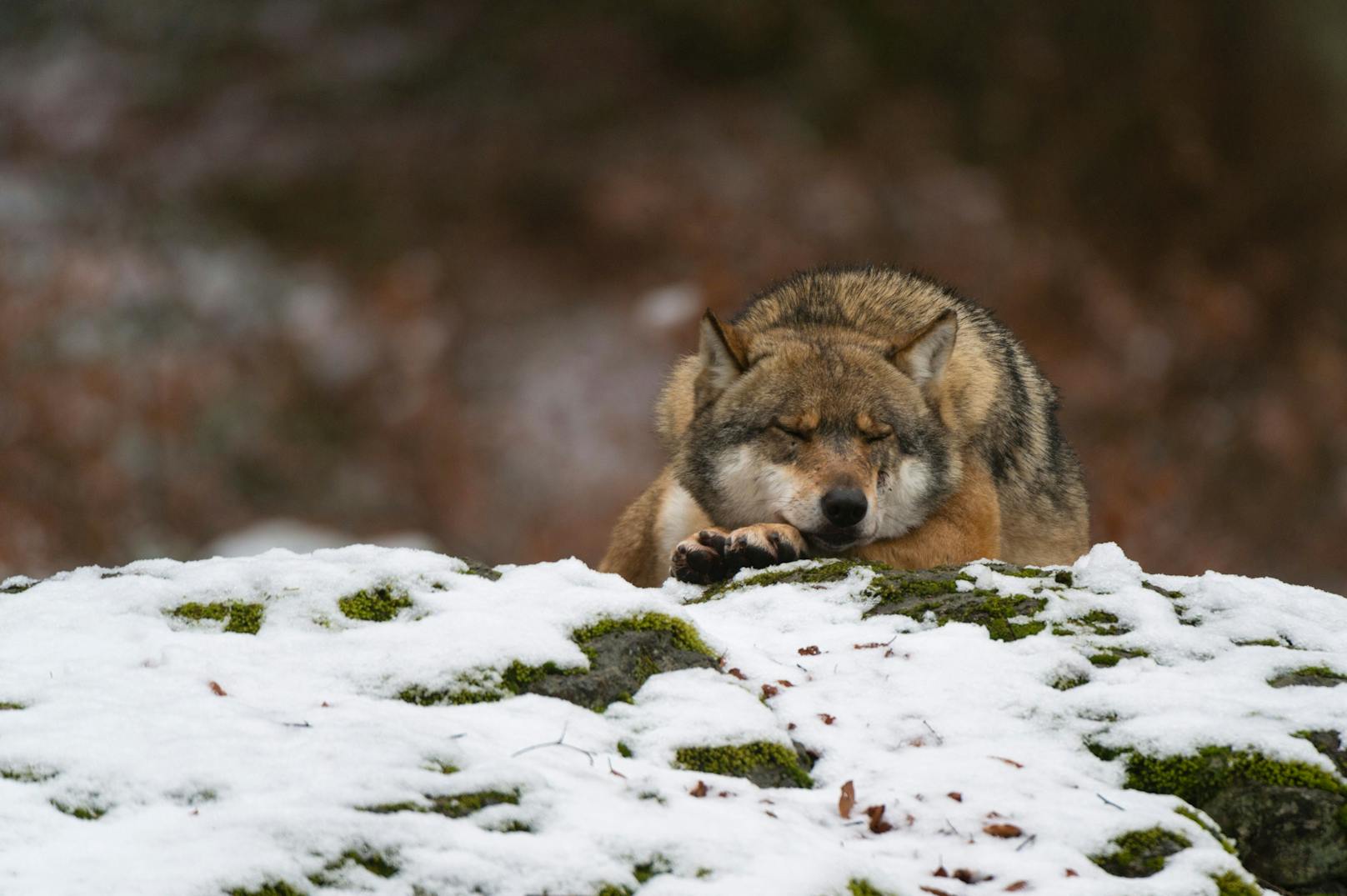 In Österreich sind immer mehr Wölfe unterwegs. 