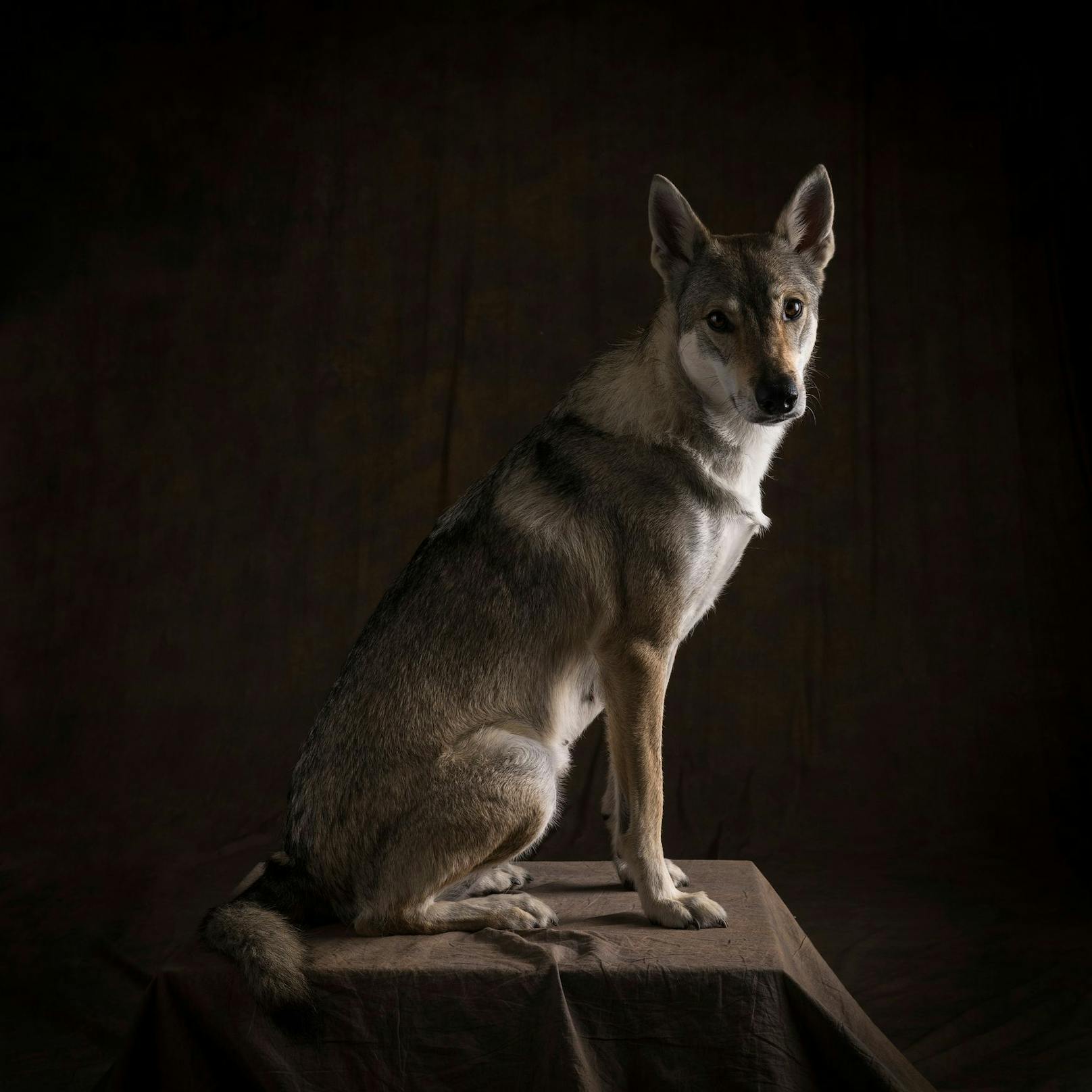 Für den Tamaskan wurden ursprünglich Deutsche Schäferhunde mit Sibirian Huskys, Alaskan Malamutes, Kanadischen Eskimohunden, Samojeden und auch Mischlingen gekreuzt. <br>