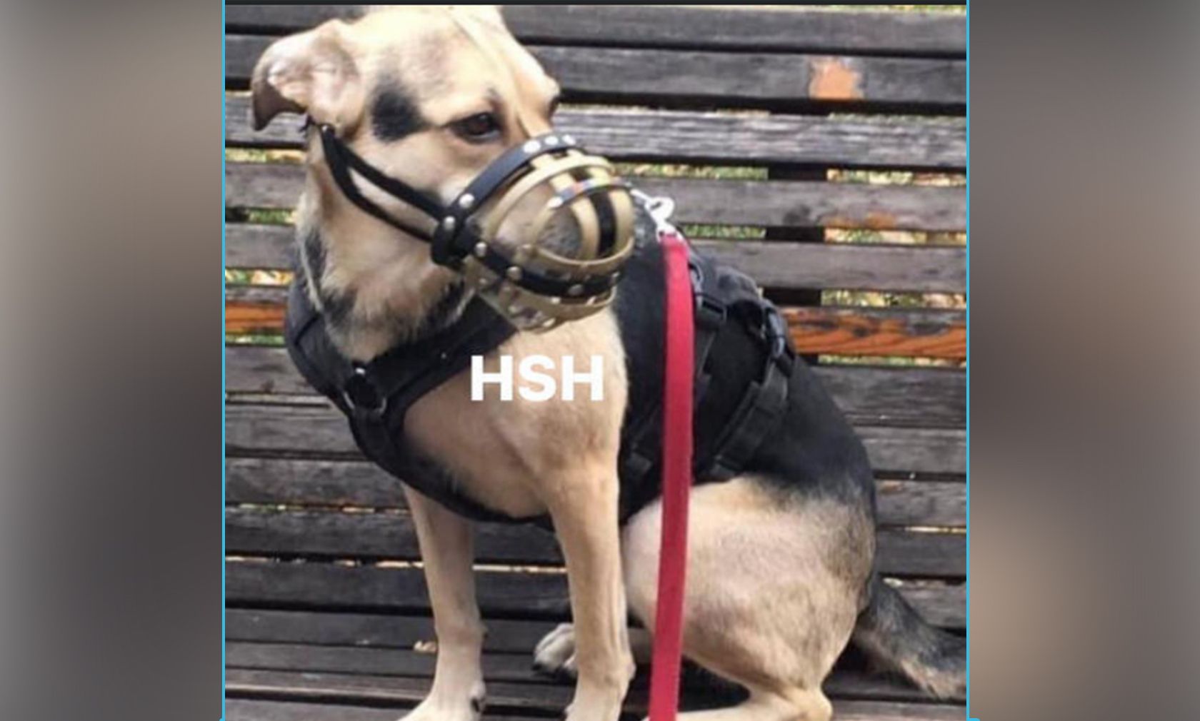 Die Schäfermischlings-Hündin 