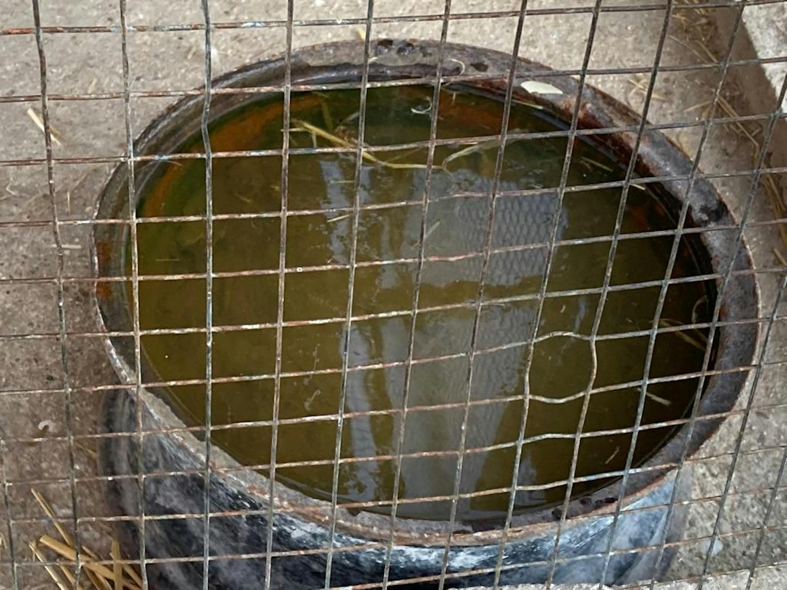 Die Muttertiere wurden in Zwinger ohne frischem Wasser gehalten.
