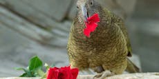 Rote Rosen im Tiergarten! Paare erwartet ein Special