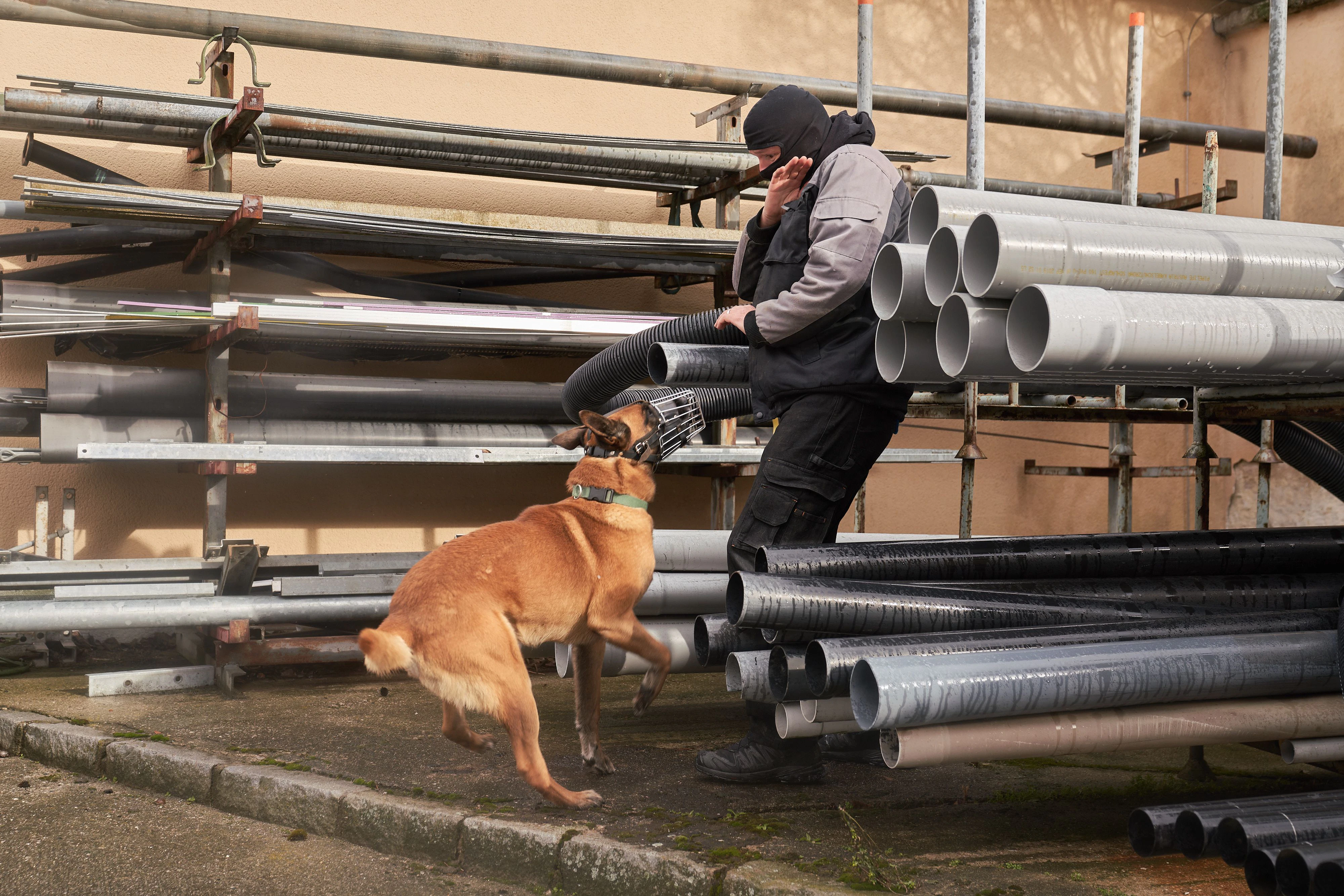 Polizeihunde trainierten im Netz NÖ Service Center Waidhofen an der Thaya.                              