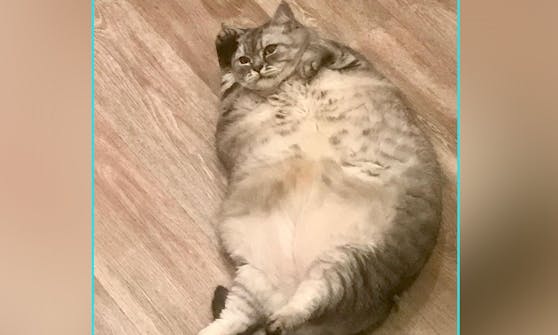 Die dicke "Liznya" hat aufgrund ihres massiven Übergewichtes fast 15.000 Follower auf Instagram.