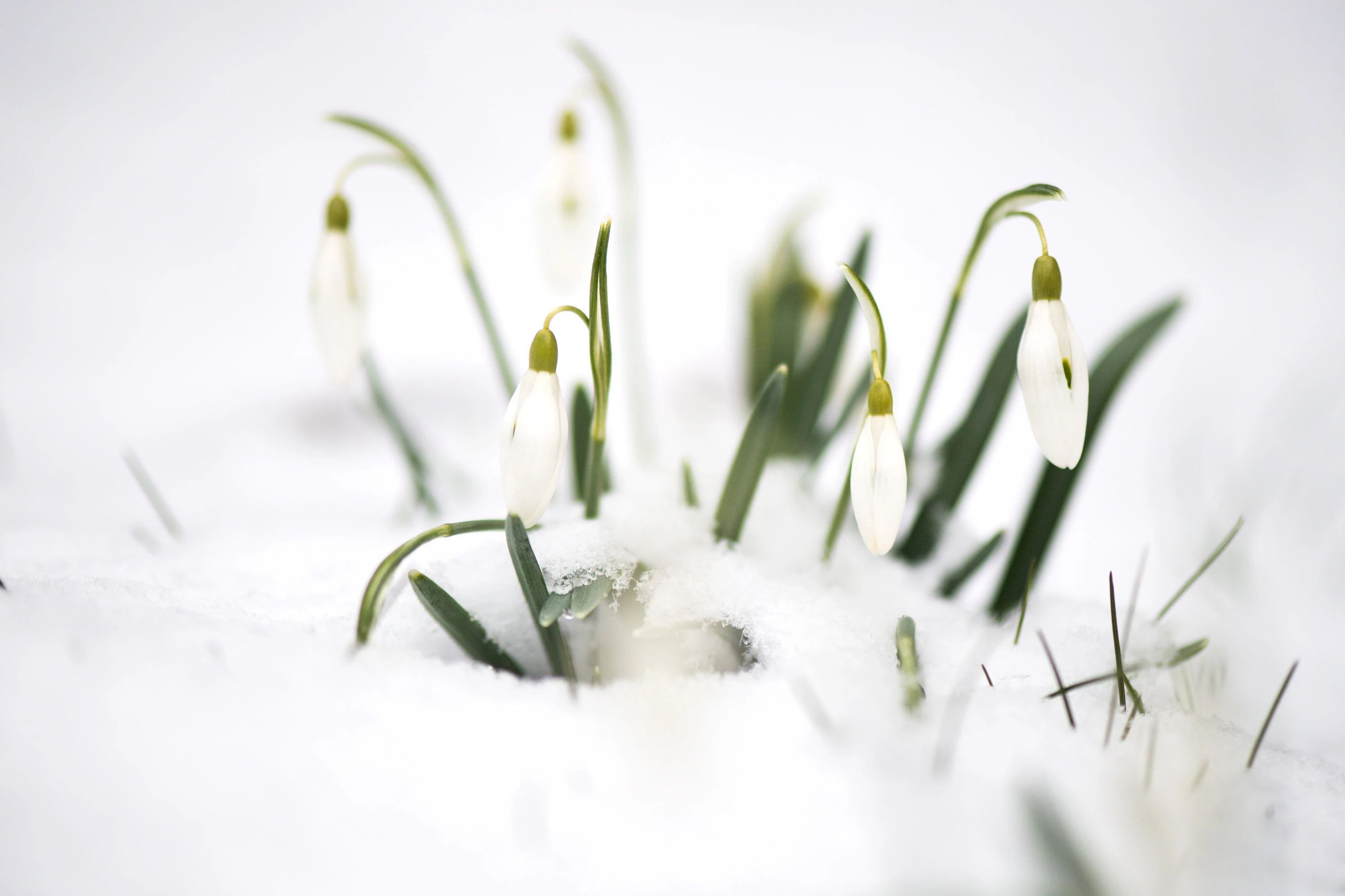 Die ersten Schneeglöckchen blühen bereits. (Symbolbild)