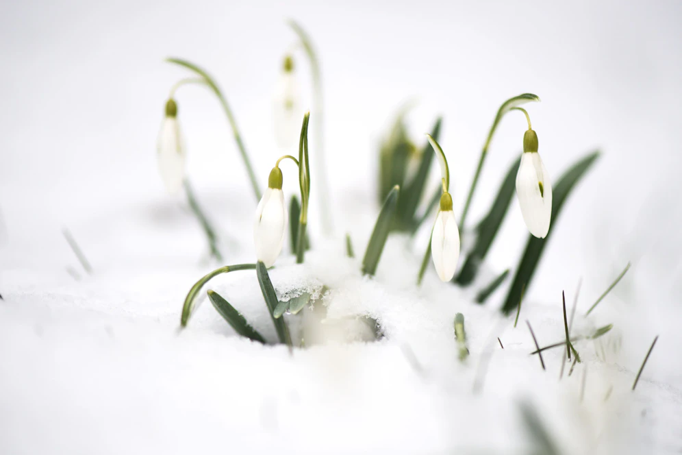 Die ersten Schneeglöckchen blühen bereits. (Symbolbild)