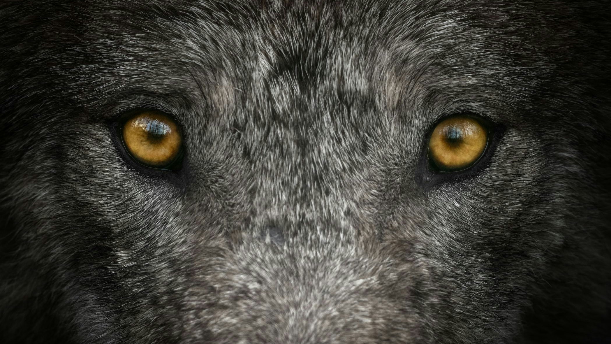 In der Serie "Game of Thrones" wurden als Schattenwölfe Tamaskan oder Nothern Inut verwendet. 