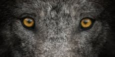 Der Tamaskan - der echte "Schattenwolf"