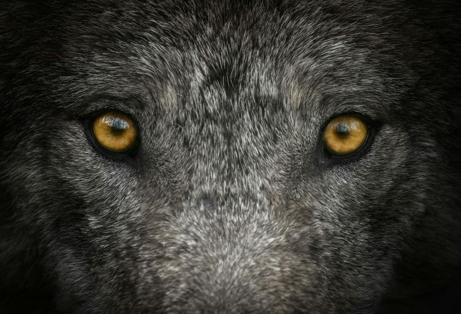 Der Tamaskan - der echte "Schattenwolf"