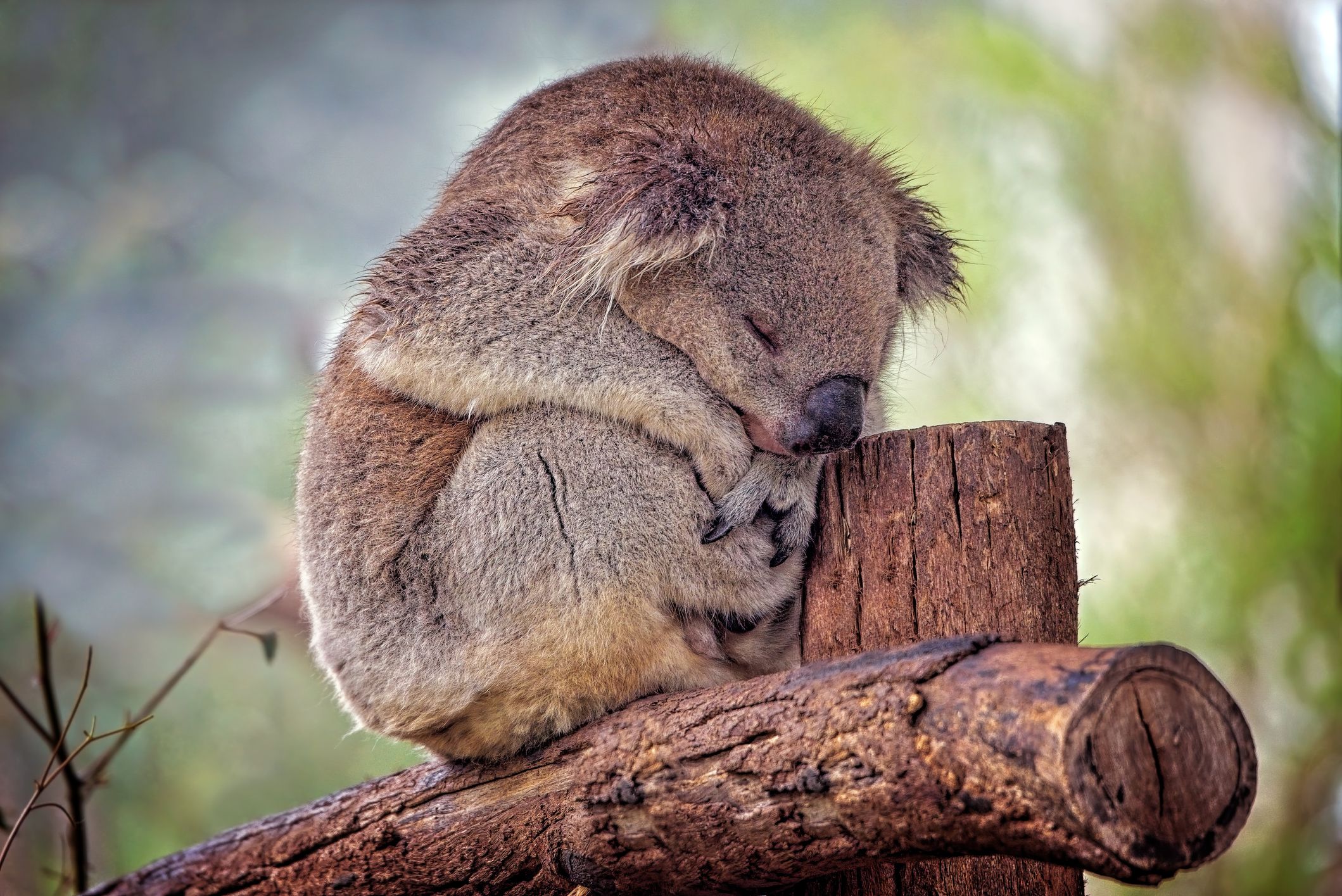 Die Koalas in Australien sind schwer gefährdet. Durch die Buschbrände 2019/2020 ist der Bestand massiv geschrumpft. Die Regierung nimmt nun zum Schutz der Beuteltiere richtig Geld in die Hand.&nbsp; 