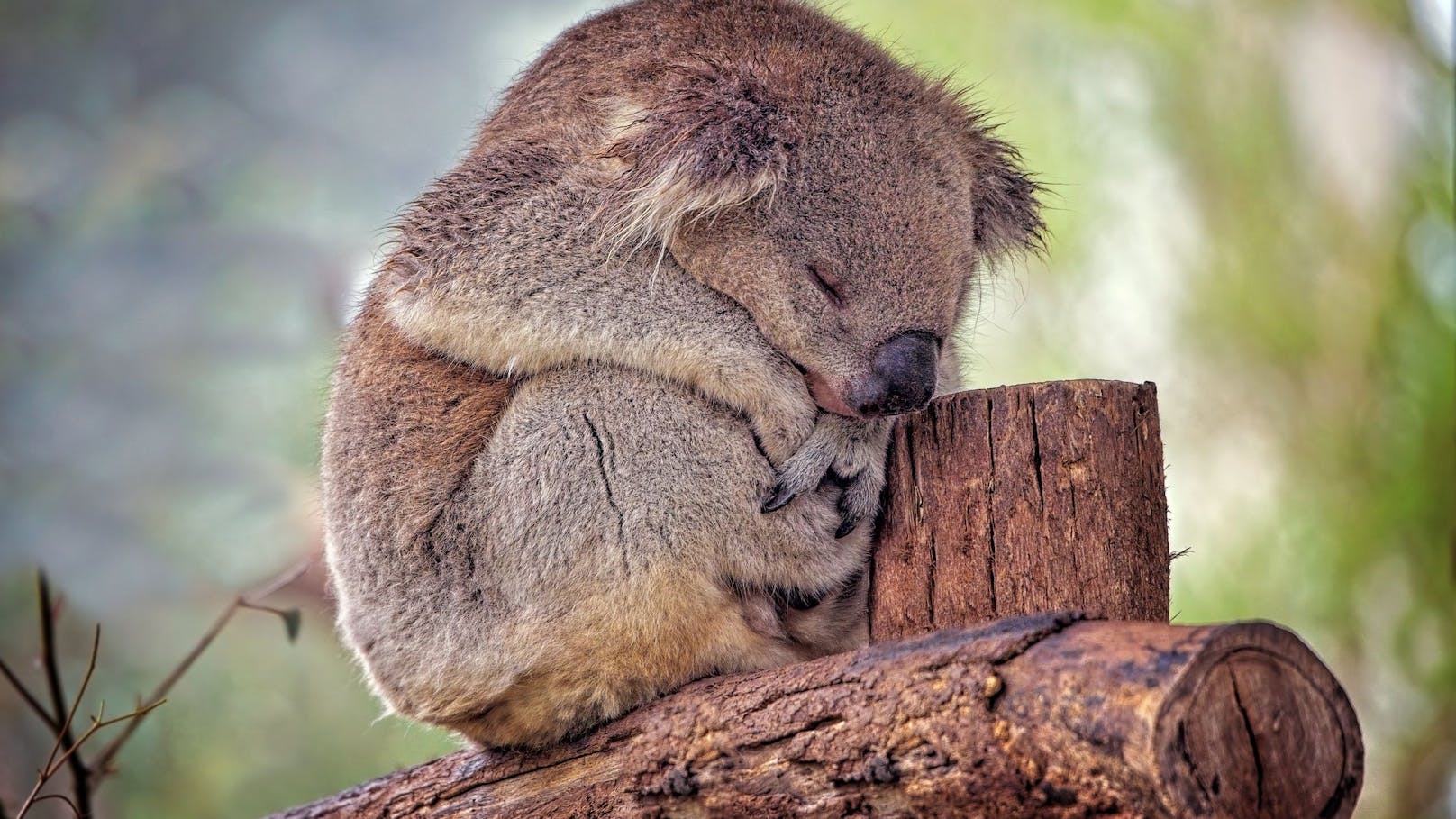 Die Koalas in Australien sind schwer gefährdet. Durch die Buschbrände 2019/2020 ist der Bestand massiv geschrumpft. Die Regierung nimmt nun zum Schutz der Beuteltiere richtig Geld in die Hand.&nbsp; 
