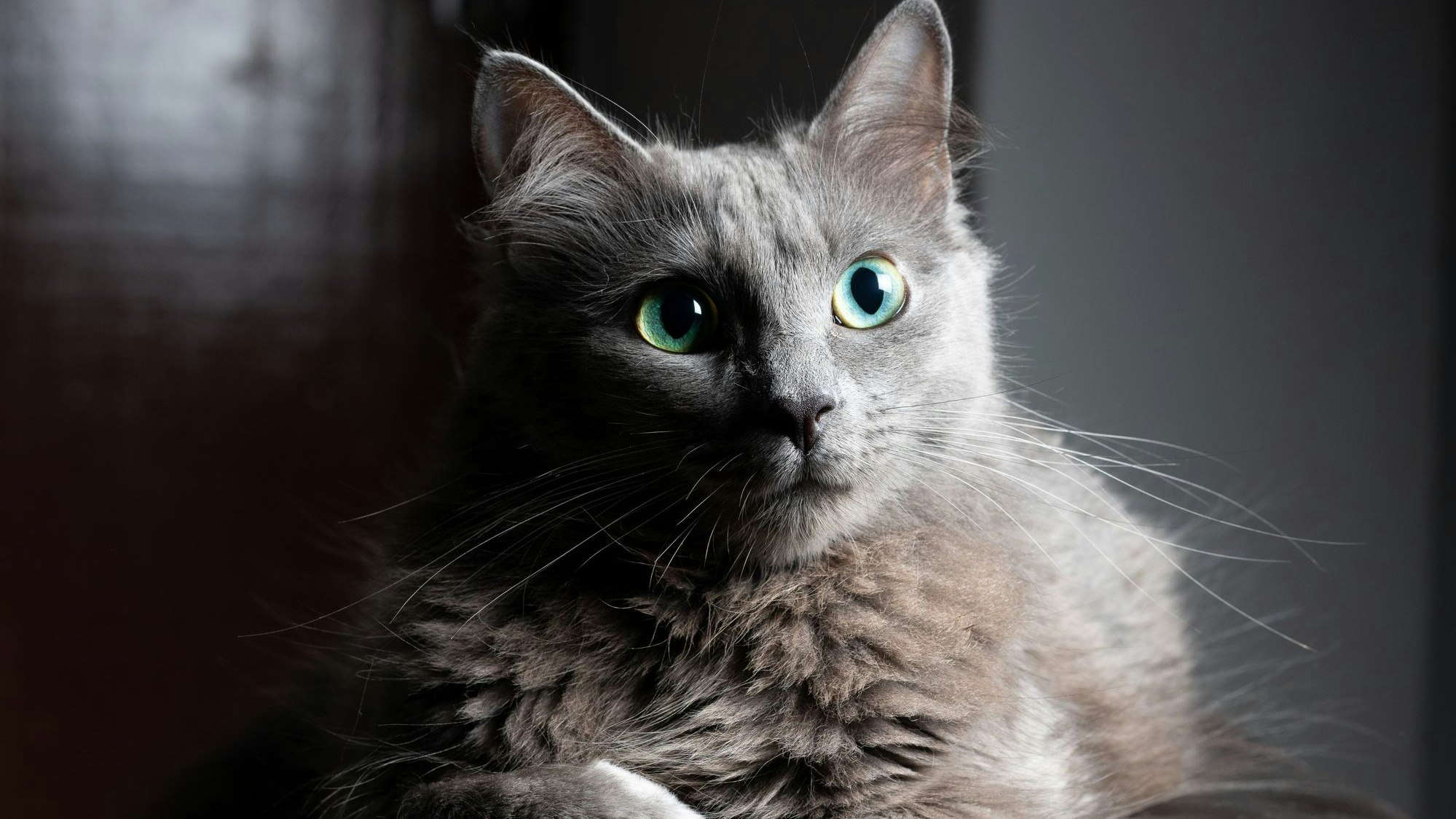 Die wunderschöne "Nebelung" ist ein Nachfahre der "Russisch blau". 