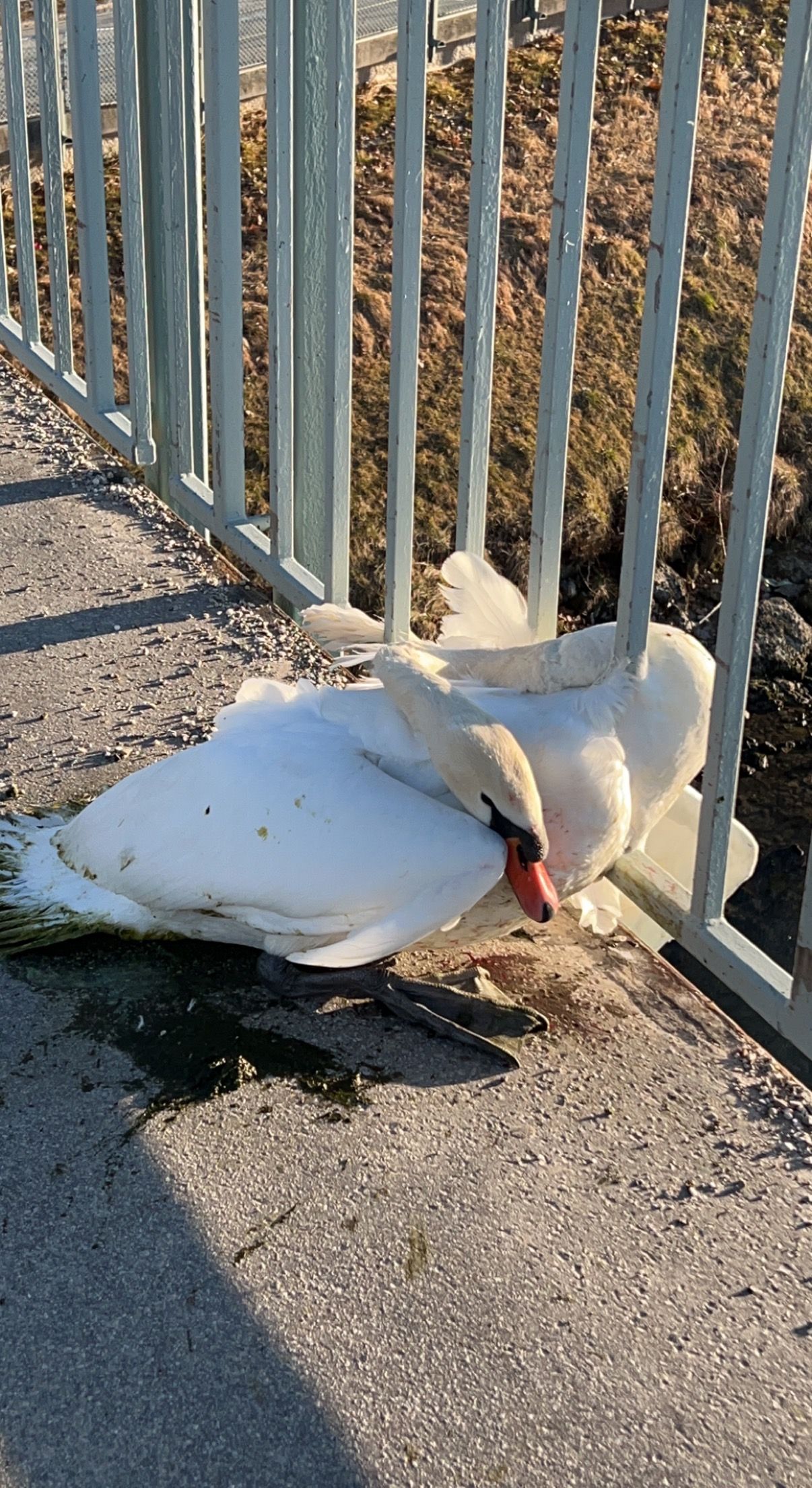 Der Schwan hatte sich auf der Karolinen Brücke in einem Gitter verfangen.