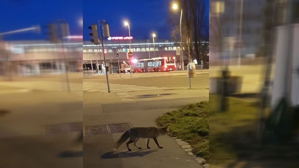 Fuchs bei Stadion Center