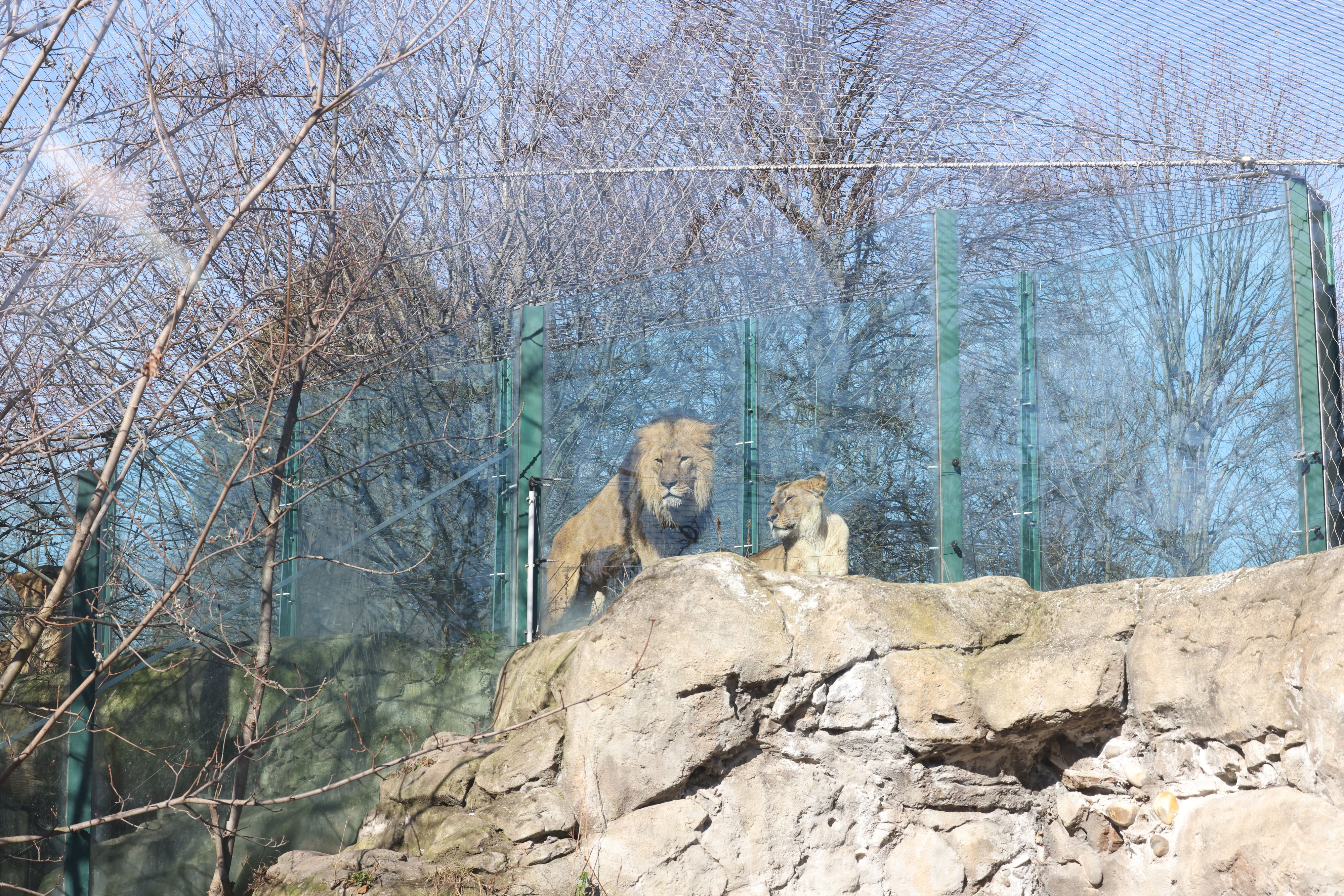 Die Großkatzen im Tiergarten Schönbrunn sollen bald ein neues Gehege bekommen.