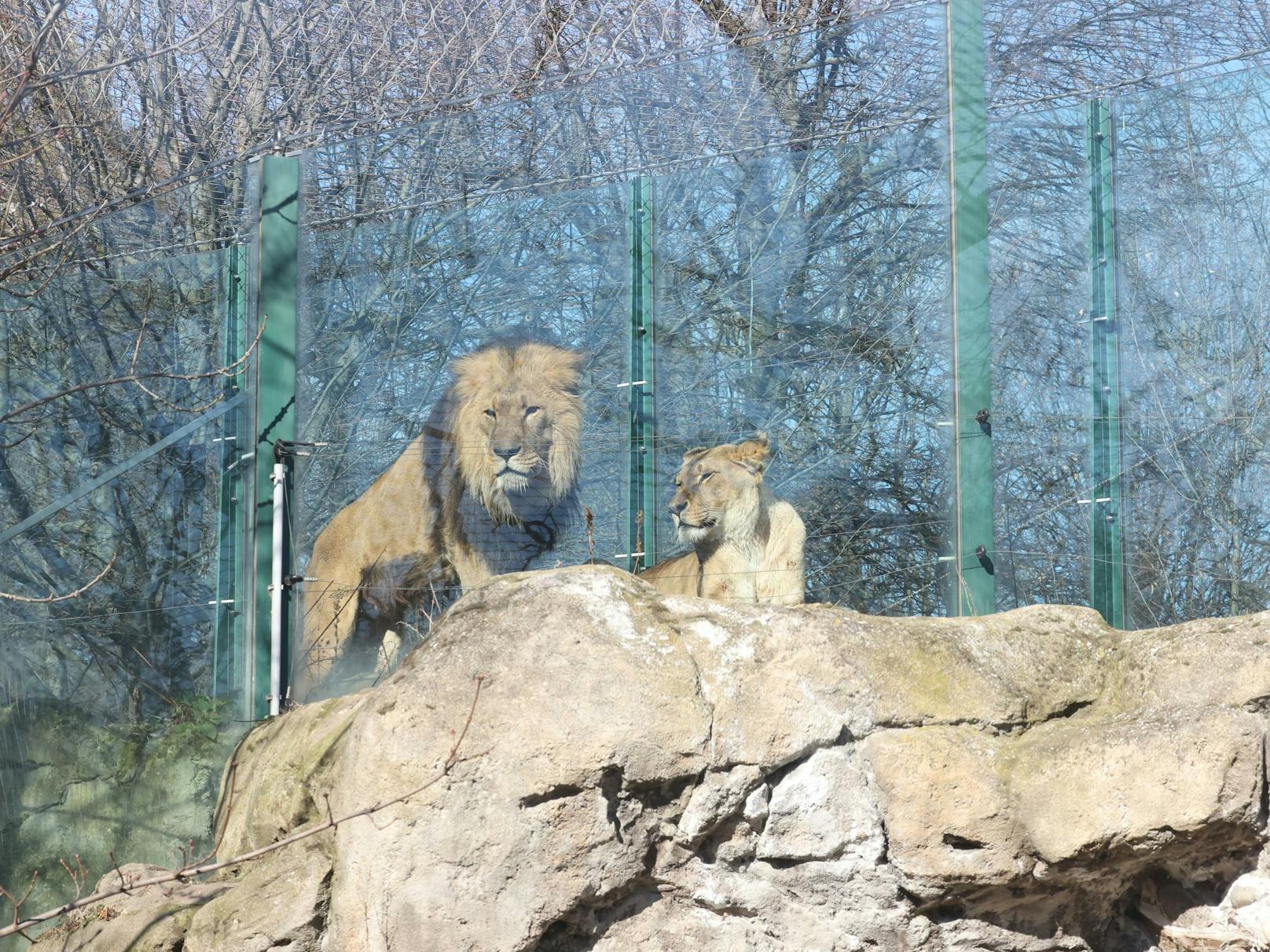Derzeit leben die Löwinnen Malawi und Malindi und der Löwe Kijogo im Tiergarten Schönbrunn in der 2002 errichteten Anlage.