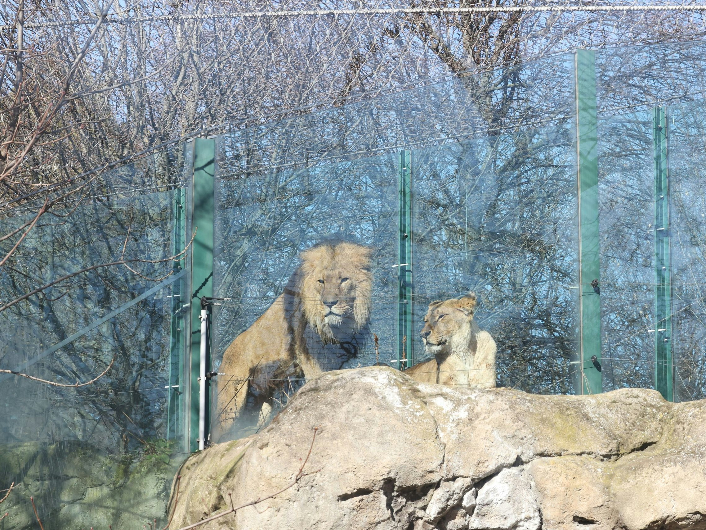 Die beiden Löwinnen Malawi und Malindi und der Löwe Kijogo im Tiergarten Schönbrunn sollen bald ein neues Gehege bekommen.