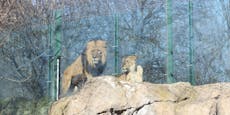 "Enormer Kraftakt": Schönbrunner Löwen brauchen Spenden