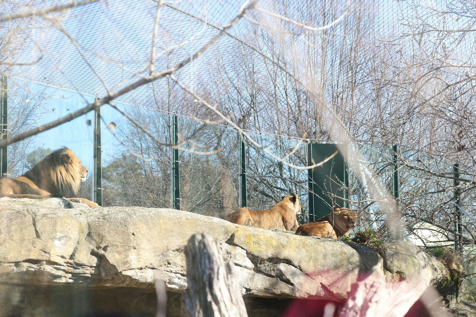 Die beiden Löwinnen Malawi und Malindi und der Löwe Kijogo im Tiergarten Schönbrunn sollen bald ein neues Gehege bekommen.
