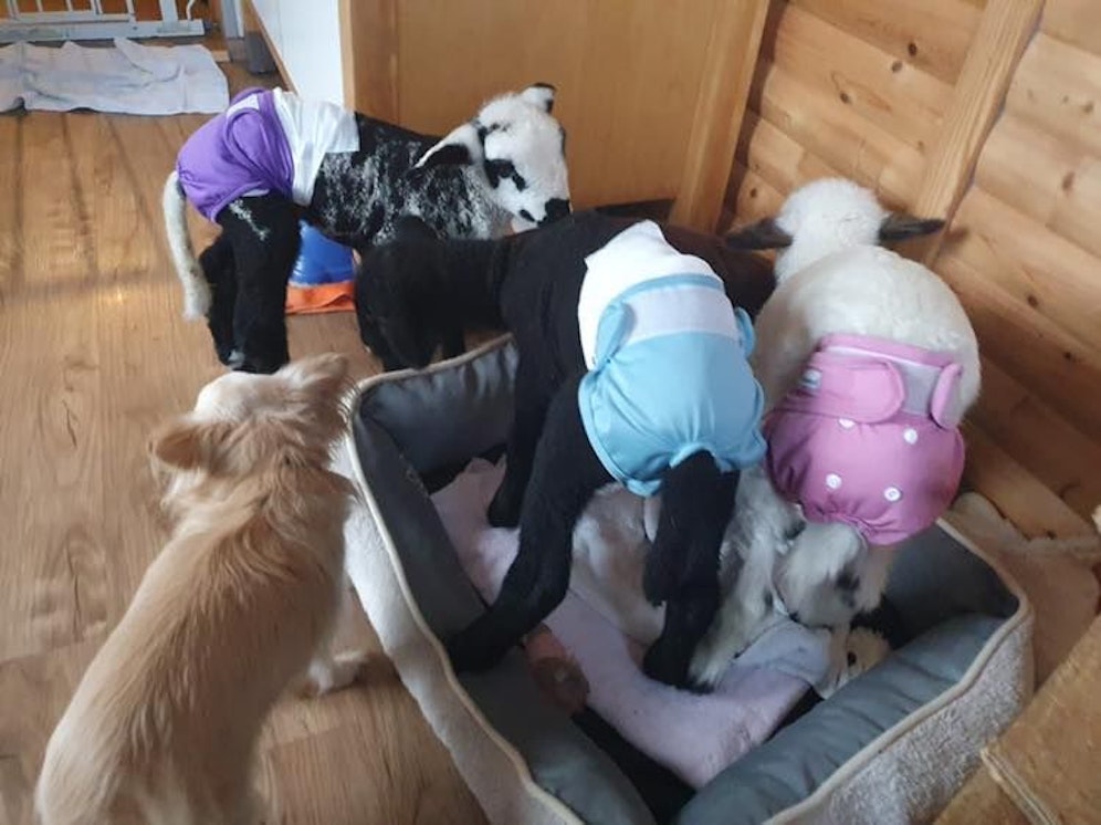 Die Lämmer werden bei der Pfotenhilfe Lochen liebevoll aufgepäppelt.