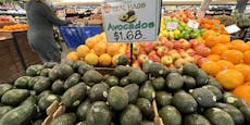 Wegen Drohanruf – USA stoppt Avocado-Import aus Mexiko