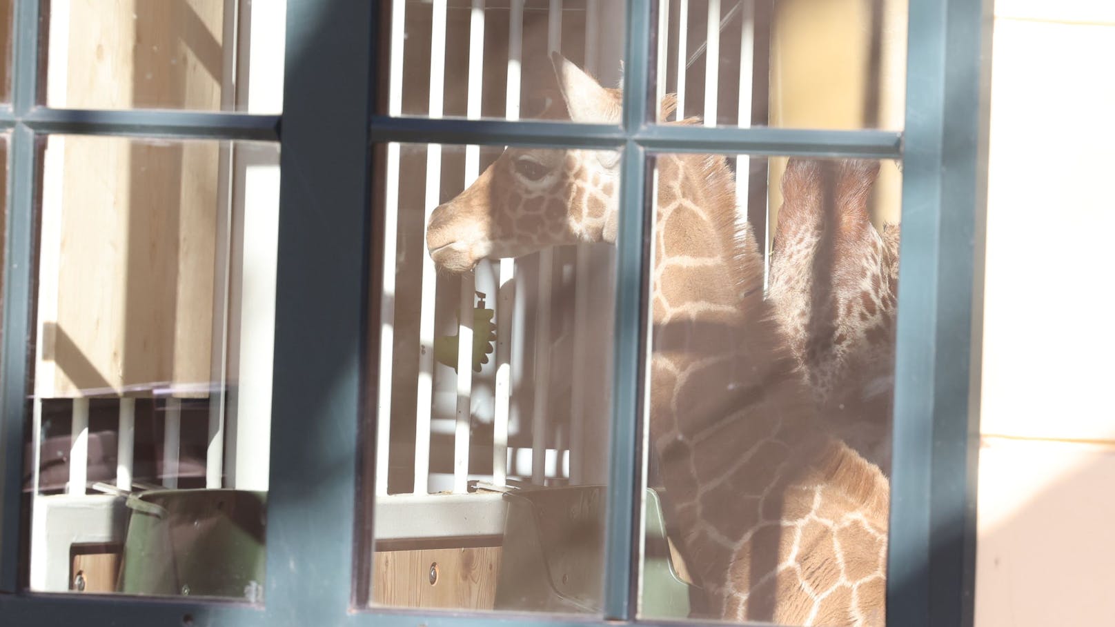 Weil die Giraffenmama das Jungtier nur zögerlich trinken lässt, ist der Giraffenpark weiterhin geschlossen.&nbsp;