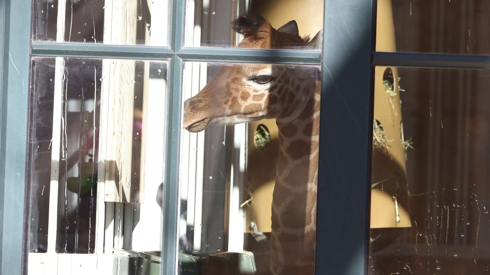 Mit ein wenig Glück kann man durchs Fenster einen Blick auf das Giraffenbaby werfen.