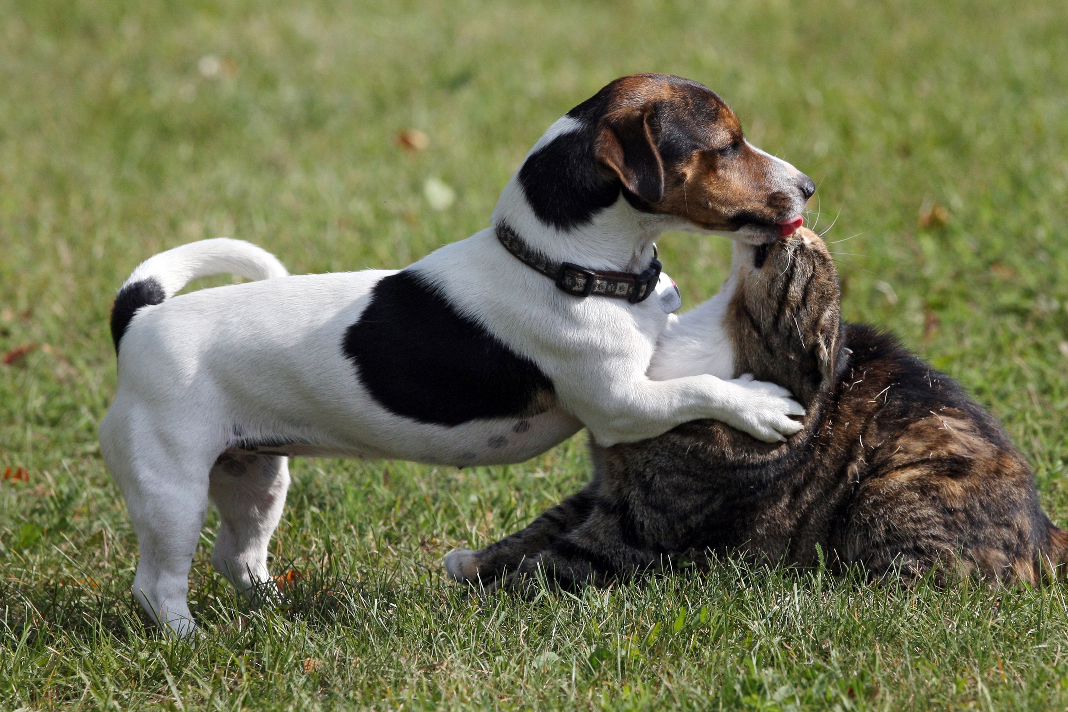 Download von www.picturedesk.com am 14.02.2022 (10:39).  23.08.2014, Goerlsdorf, Brandenburg, Deutschland - Jack Russell Terrier leckt eine Hauskatze ab. 00S140823D914CARO.JPG [MODEL RELEASE: NOT APPLICABLE, PROPERTY RELEASE: NO (c) Caro Fotoagentur / Frank Sorge, Friedrich-Karl-Str. 13, 12103 Bln., Tel 030-75706507, Fax 030-75706508, http://www.carofoto.com, info@carofoto.com, Bln. Spk., IBAN: DE23 1005 0000 1440 0403 00, BIC: BELADEBEXXX - Bei Verwendung des Fotos ausserhalb journalistischer Zwecke bitte Ruecksprache mit der Agentur halten - Jede Nutzung des Fotos ist honorarpflichtig !] - 20141121_PD3085 - Rechteinfo: Rights Managed (RM)