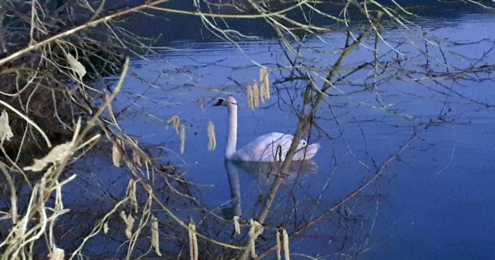 Feuerwehr befreite Schwan von Angelhaken
