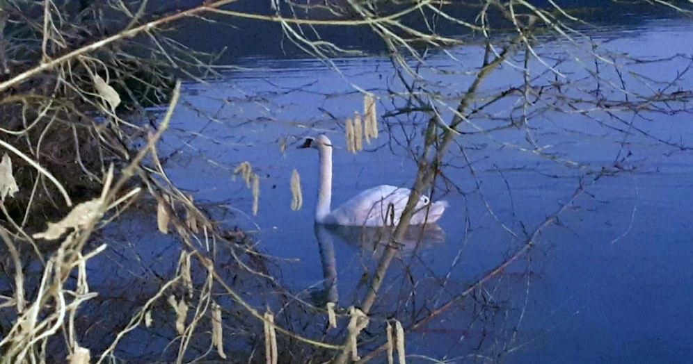 Feuerwehr befreite Schwan von Angelhaken