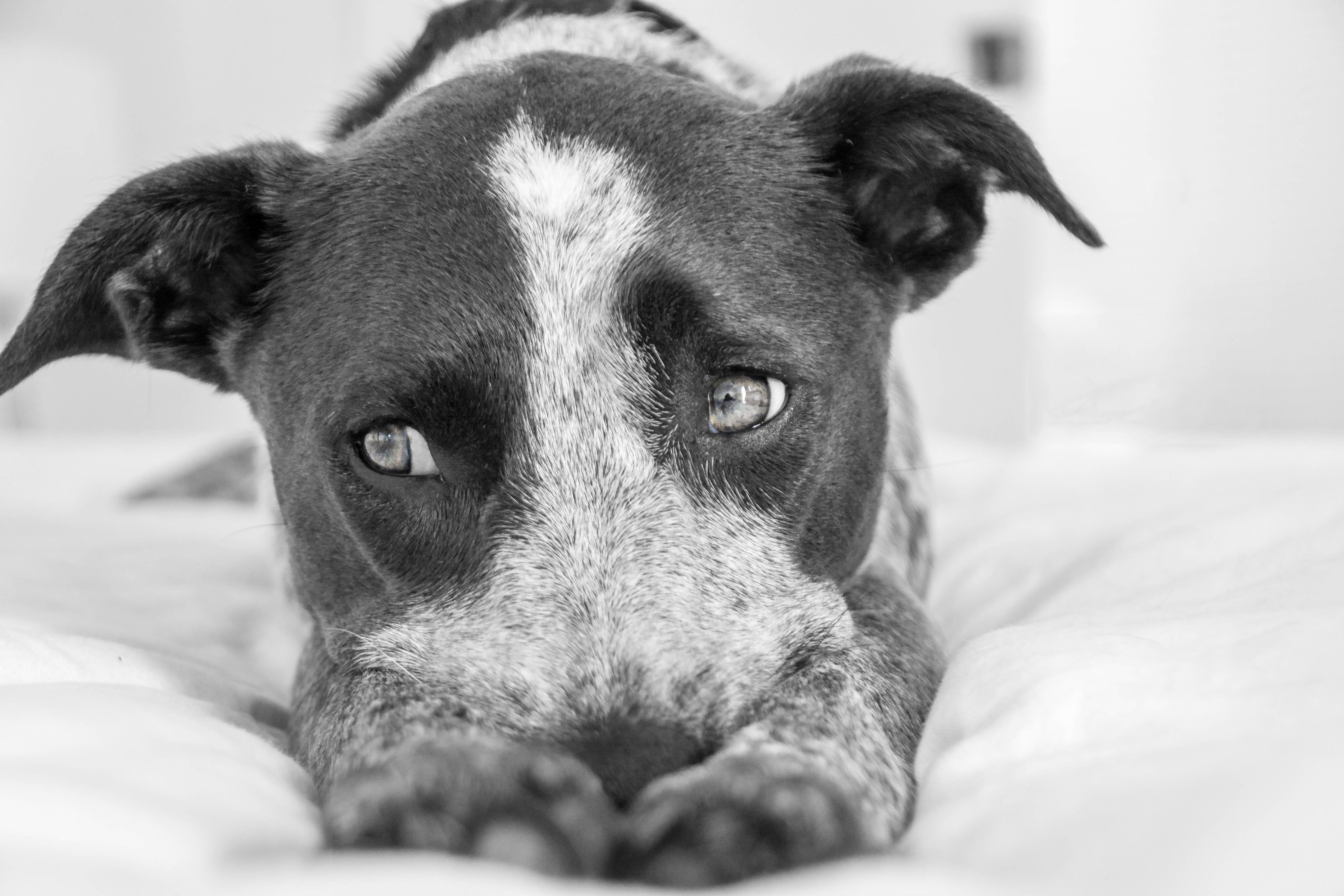 Cute cattle dog laying down and looking at camera.