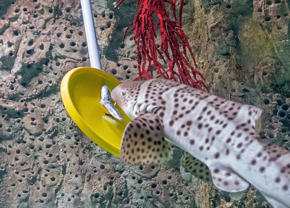 Gleich zwei junge Zebrahaie sind vor wenigen Wochen im Haus des Meeres in Wien eingezogen.