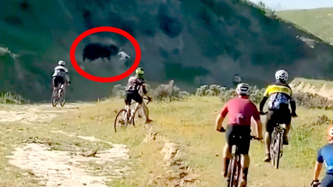 Der Rennfahrer wurde aus heiterem Himmel von dem Bullen attackiert.