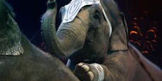 Wale, Elefanten – was das Tierverbot im Zirkus bringt