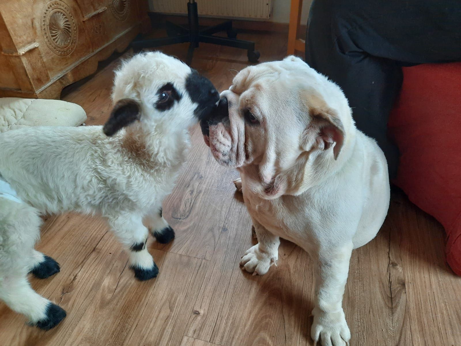 Rosi kümmert sich rührend um Findelkind Mariechen.