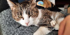 Katzendame Mamasita sucht dringend ein Zuhause